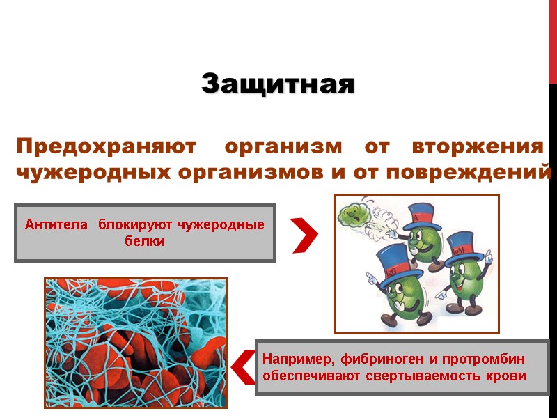 Защитная Например, фибриноген и протромбин обеспечивают свертываемость крови Антитела  блокируют чужеродные белки Предохраняют